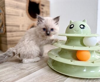 Ragdoll koťátka - 2