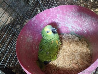 Ara ararauna, Amazoňan modročelý - 2