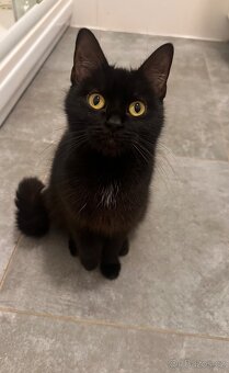 Daruji dvě kočičky - 2