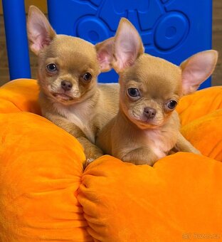 Čivava krátkosrstá s PP - 2