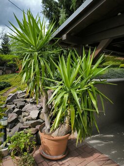 Juka pokojová, stáří 26 let, původ Kanárské ostrovy - 2