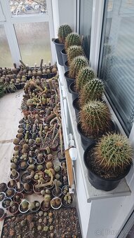 Prodám rozsáhlou sbírku kaktusů - 2