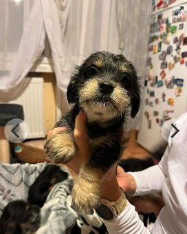 Yorkšírský/jorkšírský teriér - 2