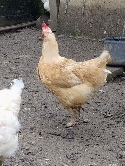 Prodám kohouta - 2
