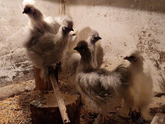 Hedvábnička kohout - 2