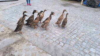 Indický běžec - 2