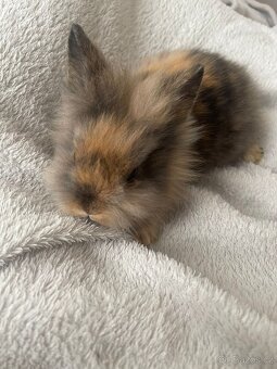 Prodám zakrslé králíčky - 2