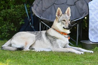 Československý vlčák - 2