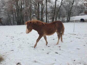 Welsh part-bred klisnička - 2