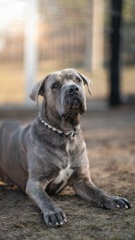 Marco - CaneCorso, 4 roky - 2