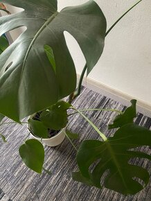 Monstera - 2