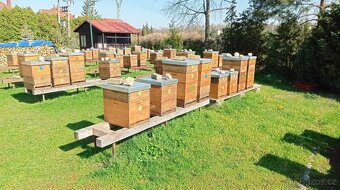 Prodám včelí oddělky - r.m. Langstroth 448 x 285 - 2