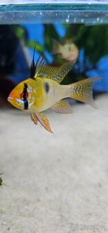 Apistogramma Mikrogeophagus Ramirezi - 2