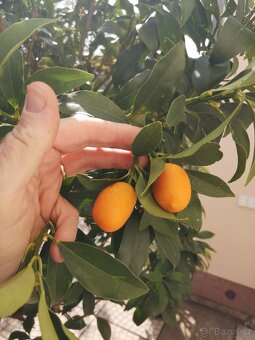Velký citrus - 2