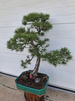 71-bonsaj-Borovice lesní (Pinus silvestris) - 2
