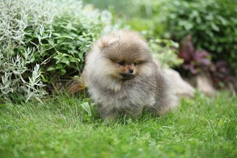 🐶 Nádherný pejsek pomeraniana – Orange sobolí barva 🧡 - 2