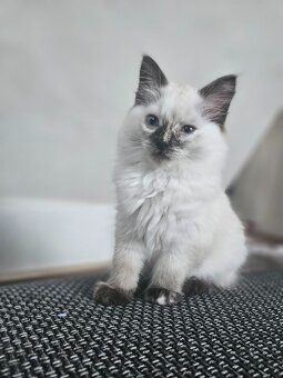 Chovatelská stanice prodává Ragdoll s PP - 2