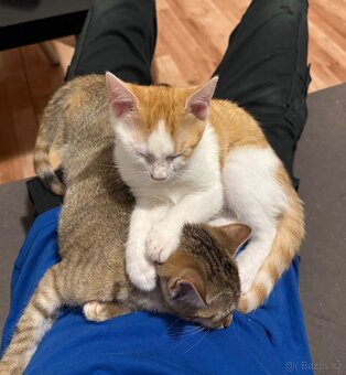 Daruji 2 koťátka - 2