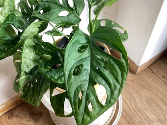 Monstera Monkey - 2