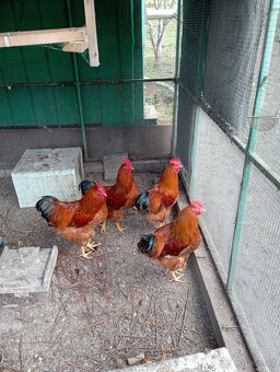 kohouti Hempsirky velke - 2