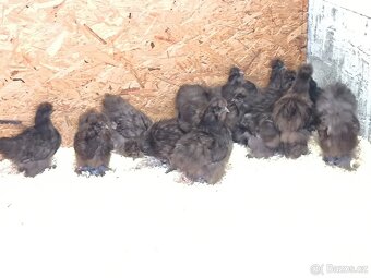 Hedvábničky velké vousaté čoko - 2