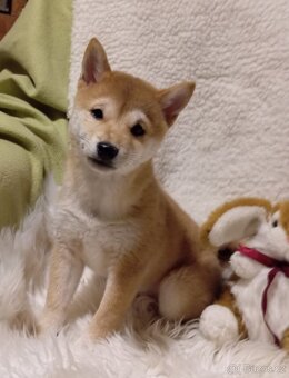 Shiba inu, štěňátko, fenečka bez PP. - 2