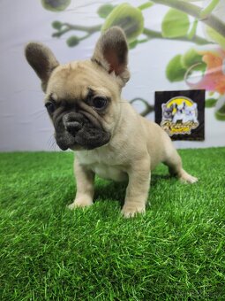 Francouzský buldoček - 2