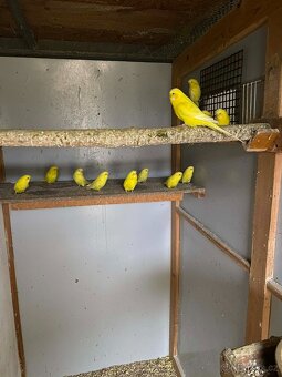 Prodám andulky vlnkované - 2