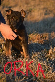 Německý ovčák-štěňata - 2