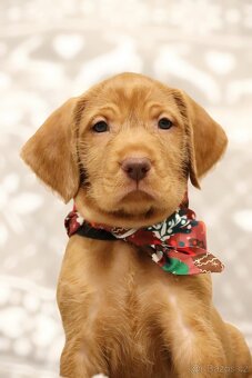 Maďarský ohař drátosrstý - 2