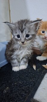 Mainská mývalí bez PP - 2