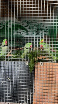 Alexandr veliký - 2