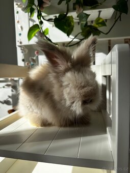 Anglická Angora - 2