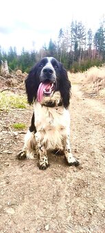 Springeršpaněl - 2