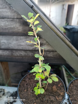 Kdoulovec Japonský - 2