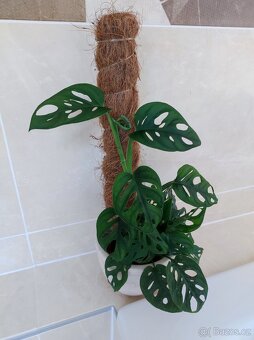 Monstera adansonii - 2