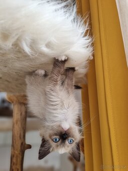 Kočička Ragdoll bez PP - 2