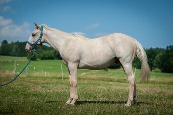 2024 QH/APHA hřebeček - 2