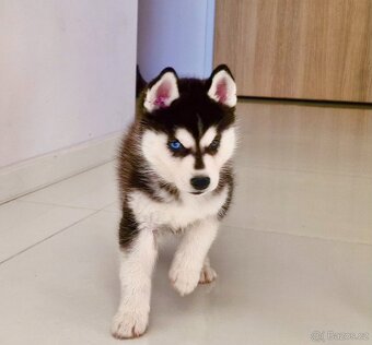 Champion blue eyed Siberian Husky FCI puppy - 2