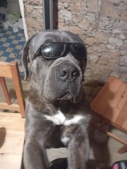 Daruji Cane Corso Spěchá - 2