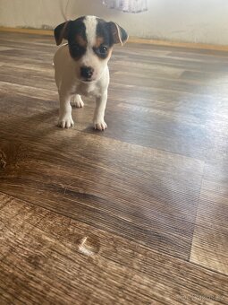 Jack russell - 2