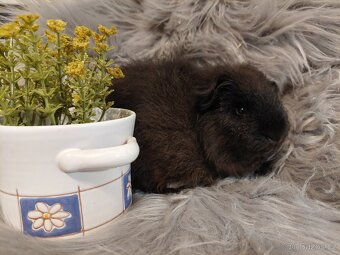 ChS Teddy - morče švýcarského teddyho - kluk - 2