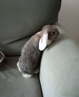 Zakrslý beránek králíček - 2