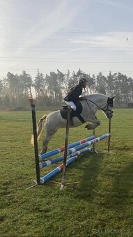 Prodám ponyho do sportu či k aktivnímu hobby - 2