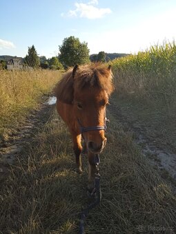 Mini Shetland - 2