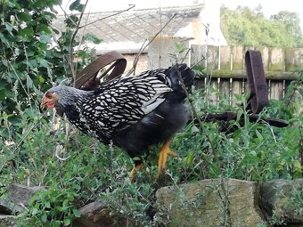 Kohouti Wyandotka - 2