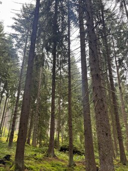 Prodám lesní pozemky v k.ú. Nicov - 2