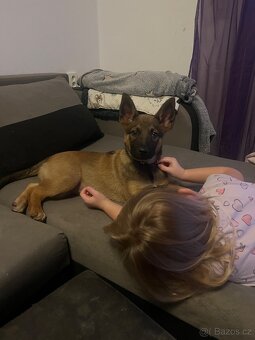 Ajša hledá nový domov - 2