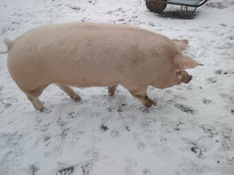 Domácí prase - 2