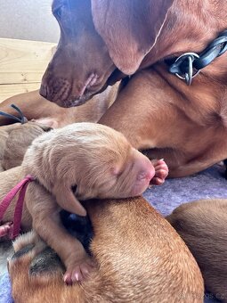 Maďarský krátkosrstý ohař - 2